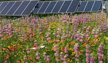 Solar Vegetation
